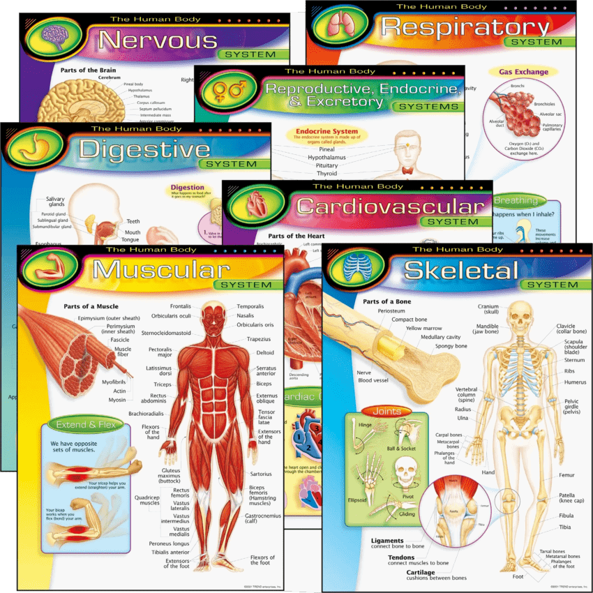 Trend® The Human Body Learning Charts Combo Pack