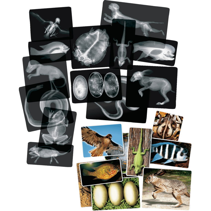 Roylco Animal X-Rays 14/pkg